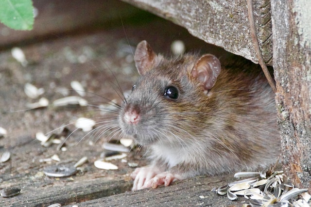 Rat hiding outside in the dirt