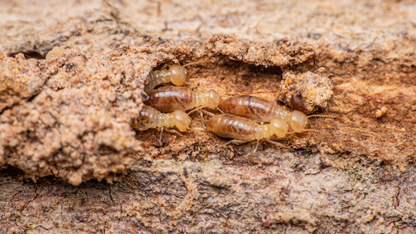 Close up of worker termites walking in nest on forest floor, Termites walking in mud tube, Small termites, Selective focus.