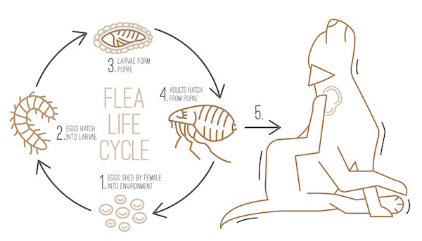 four stages of the flea life cycle on a dog. depicting flea eggs on dogs