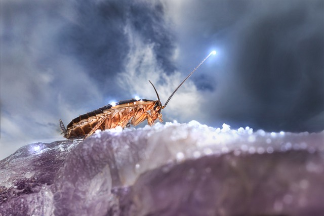 German cockroach climbing on a rock