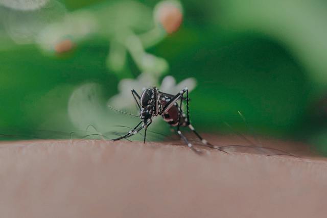 Mosquito biting someone's forearm