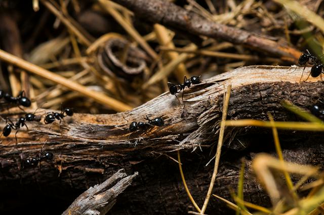 Black ants crawling on a fallen treel limb