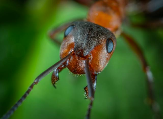 close up image of a black and red ant on a green leaf