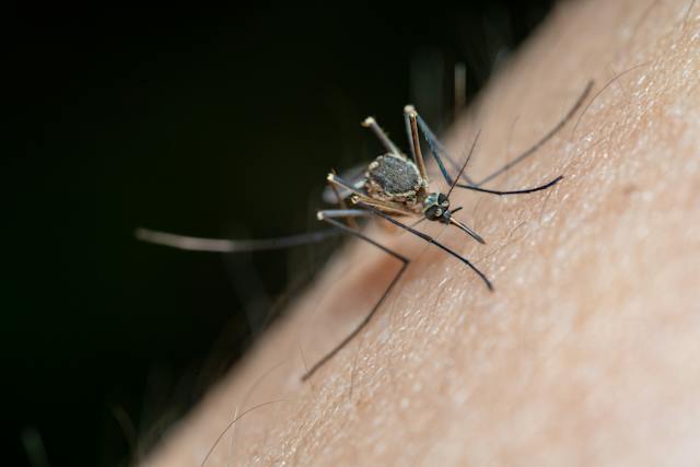 Mosquito biting an arm