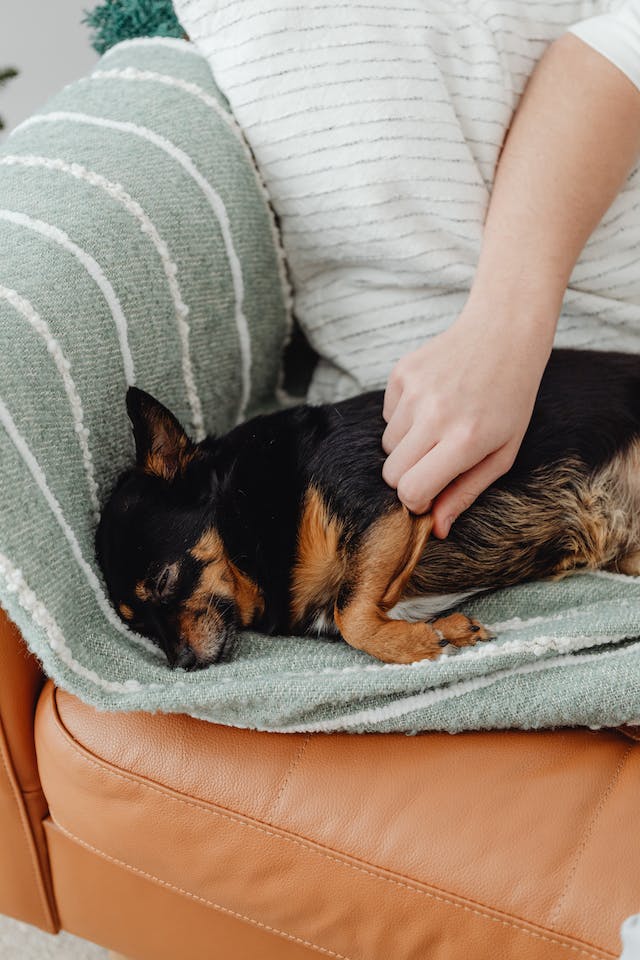 Dog owner petting a small black and brown dog atop a green cover on an orange couch