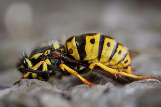 wasp burrowing into the ground, wasp hibernation