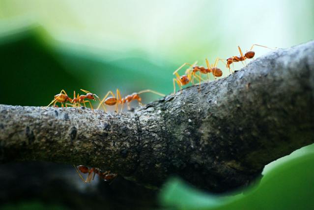 red ants crawling on a tree limb