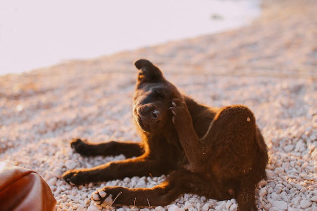 Young, brown puppy scratching it's ear