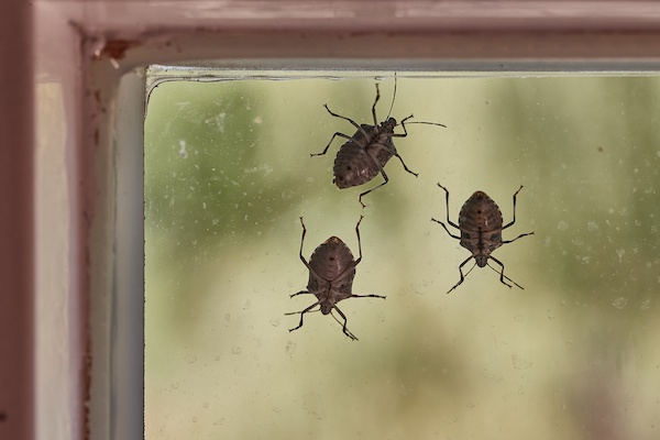 Stink bugs on a window glass surface in sunlight