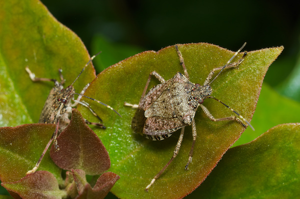 two sink bugs sitting on a green leaf