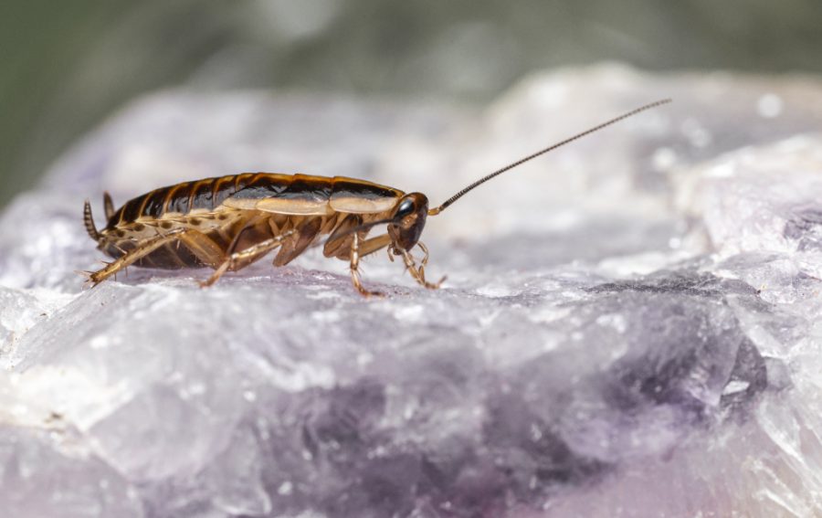 Cockroach Control