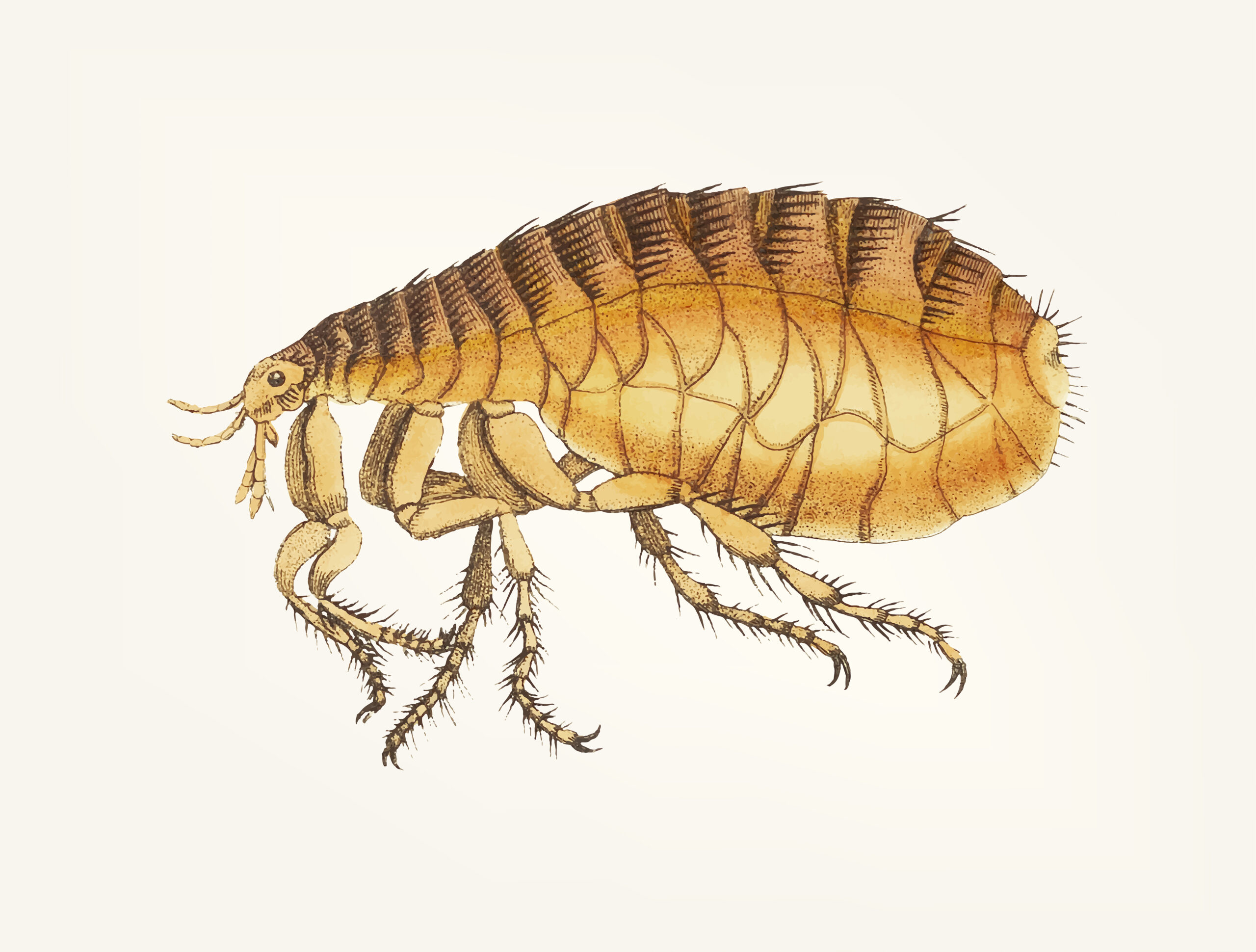Flea Control