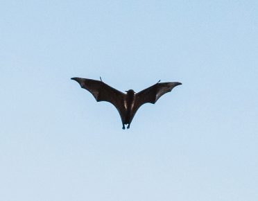 Bats