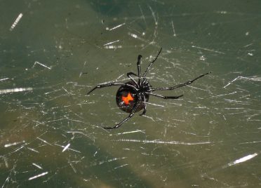 Black-Widow-Spiders