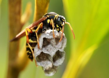 Paper-Wasps