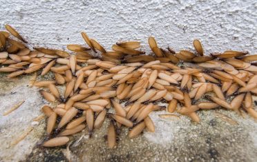 Termites