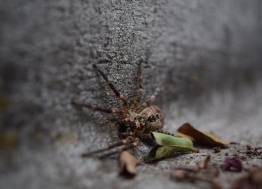 Wolf-Spiders